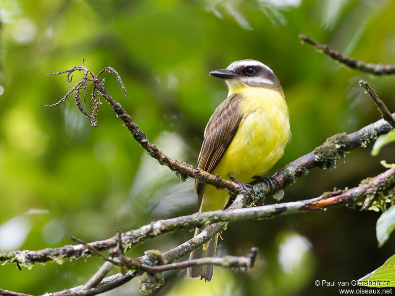 Golden-bellied Flycatcher