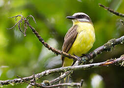 Golden-bellied Flycatcher