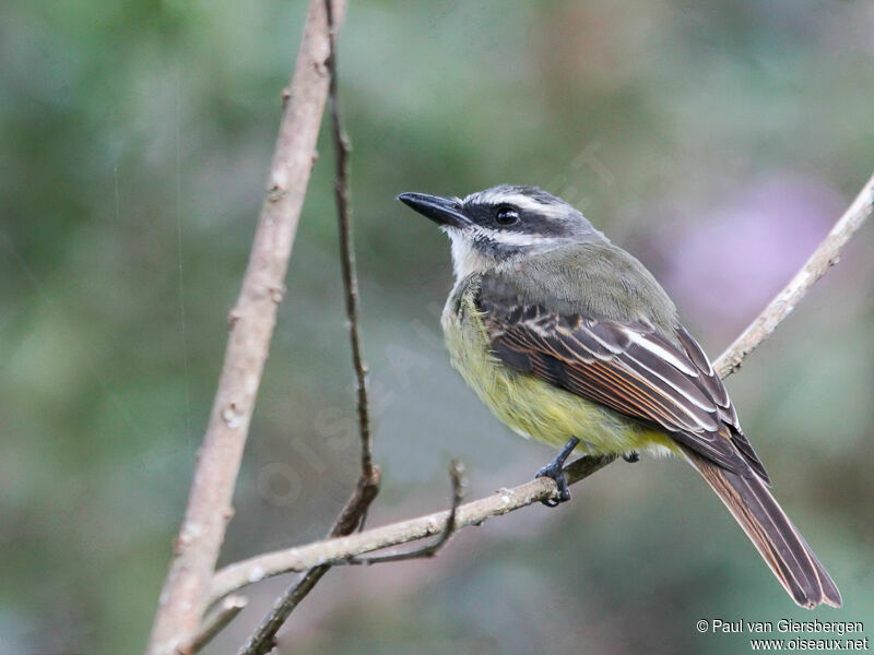 Golden-bellied Flycatcher