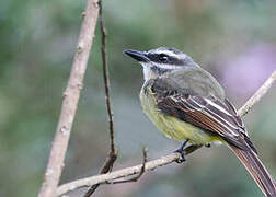 Golden-bellied Flycatcher