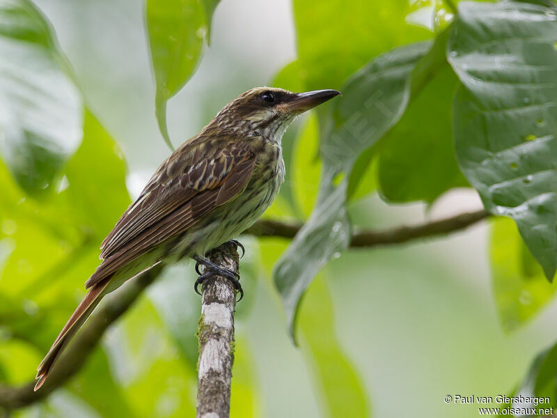 Streaked Flycatcher