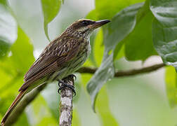 Streaked Flycatcher