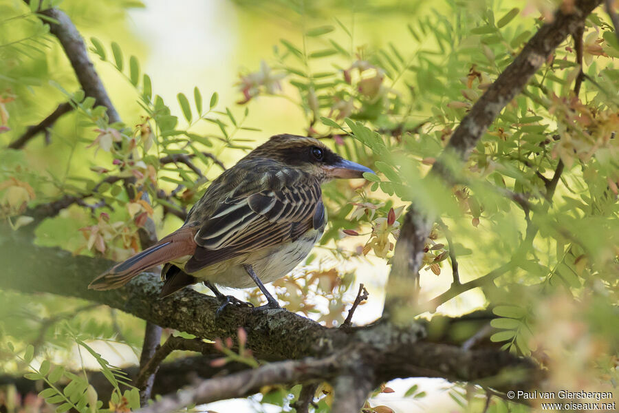 Streaked Flycatcheradult