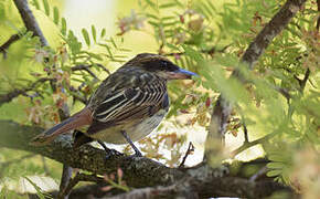 Streaked Flycatcher