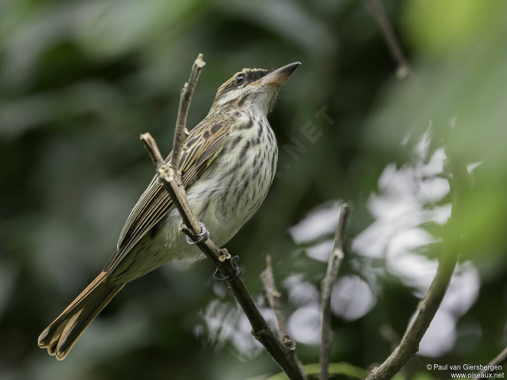 Streaked Flycatcheradult