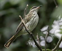 Streaked Flycatcher