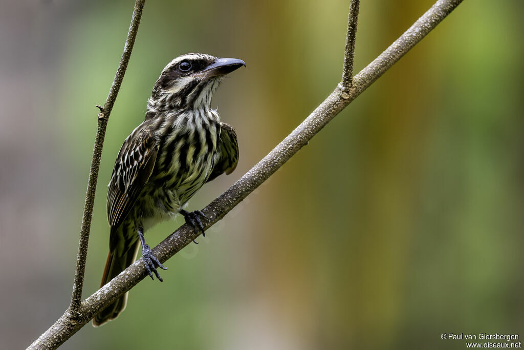 Tyran audacieuxadulte