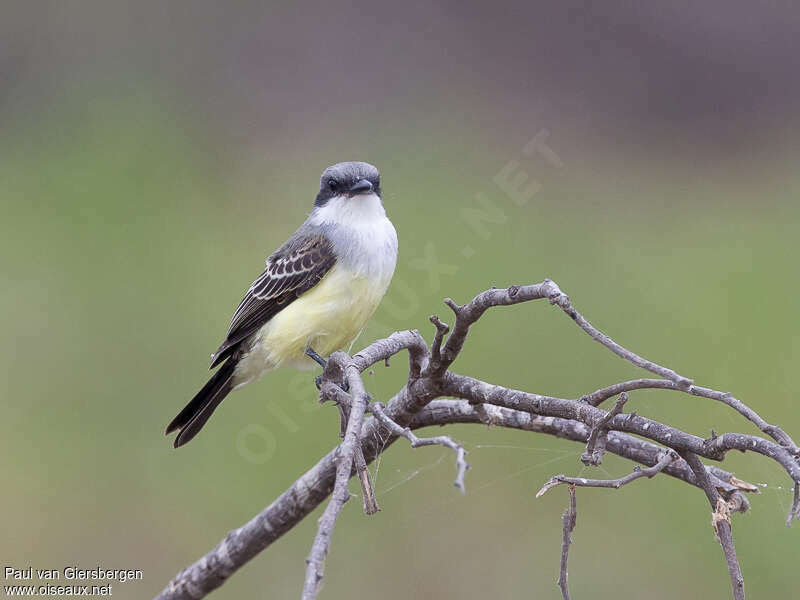 Snowy-throated Kingbirdadult, close-up portrait