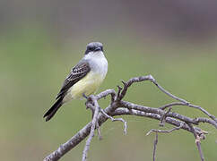 Snowy-throated Kingbird