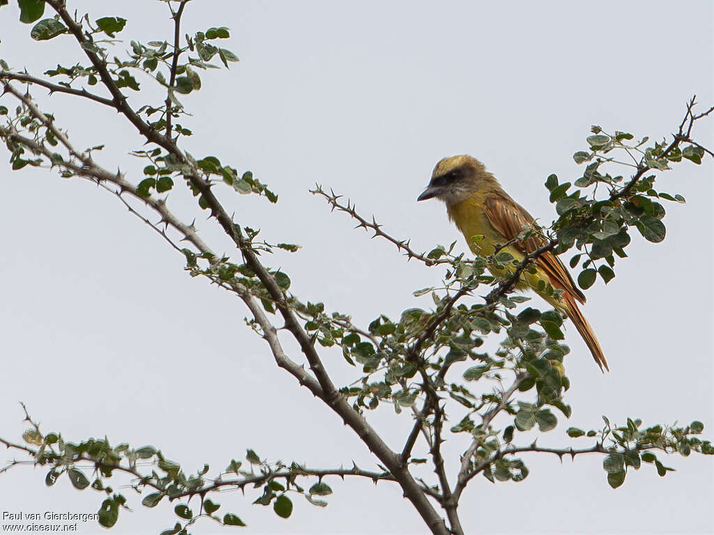 Baird's Flycatcheradult