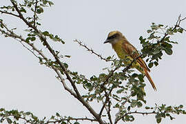 Baird's Flycatcher