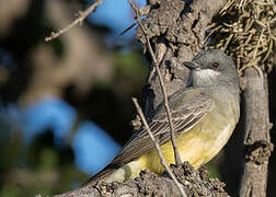 Cassin's Kingbird