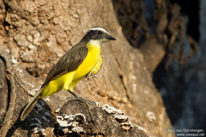 Rusty-margined Flycatcher