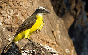 Rusty-margined Flycatcher