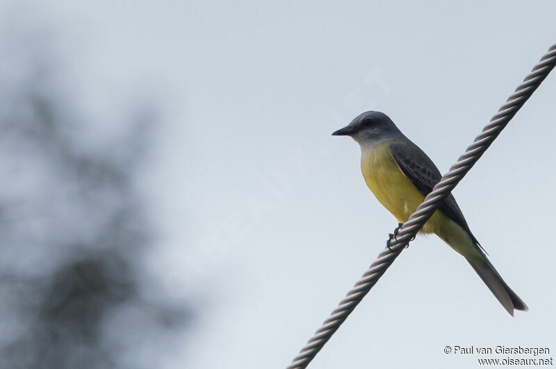 Couch's Kingbird