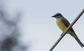 Couch's Kingbird