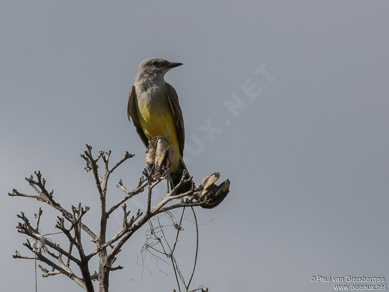 Western Kingbird