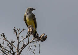 Western Kingbird