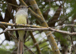 Nutting's Flycatcher