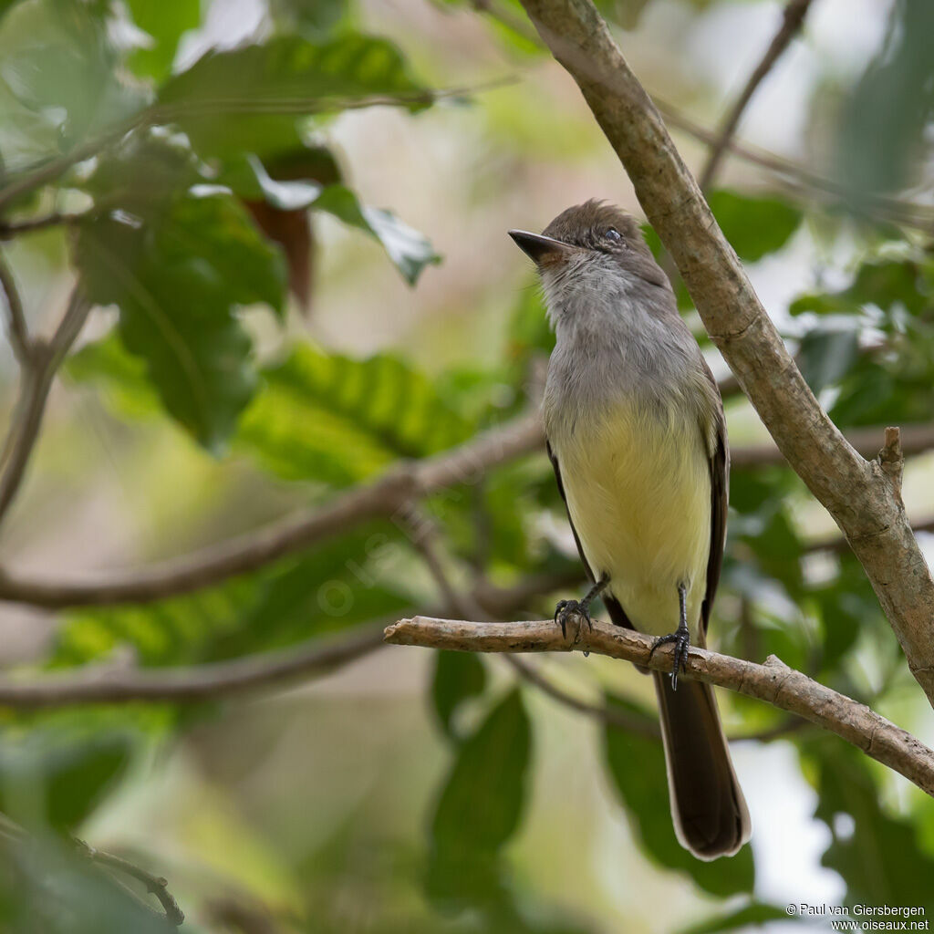 Brown-crested Flycatcher