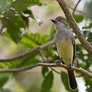 Brown-crested Flycatcher