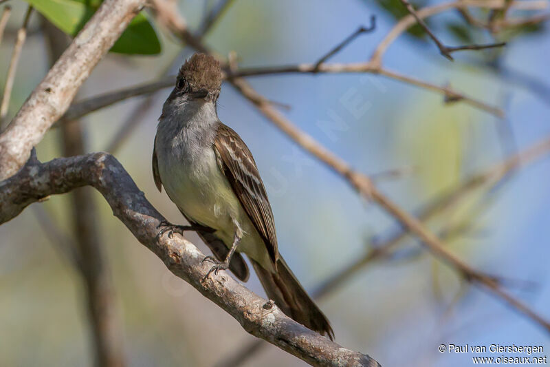 Brown-crested Flycatcher