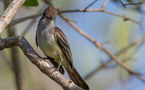 Brown-crested Flycatcher