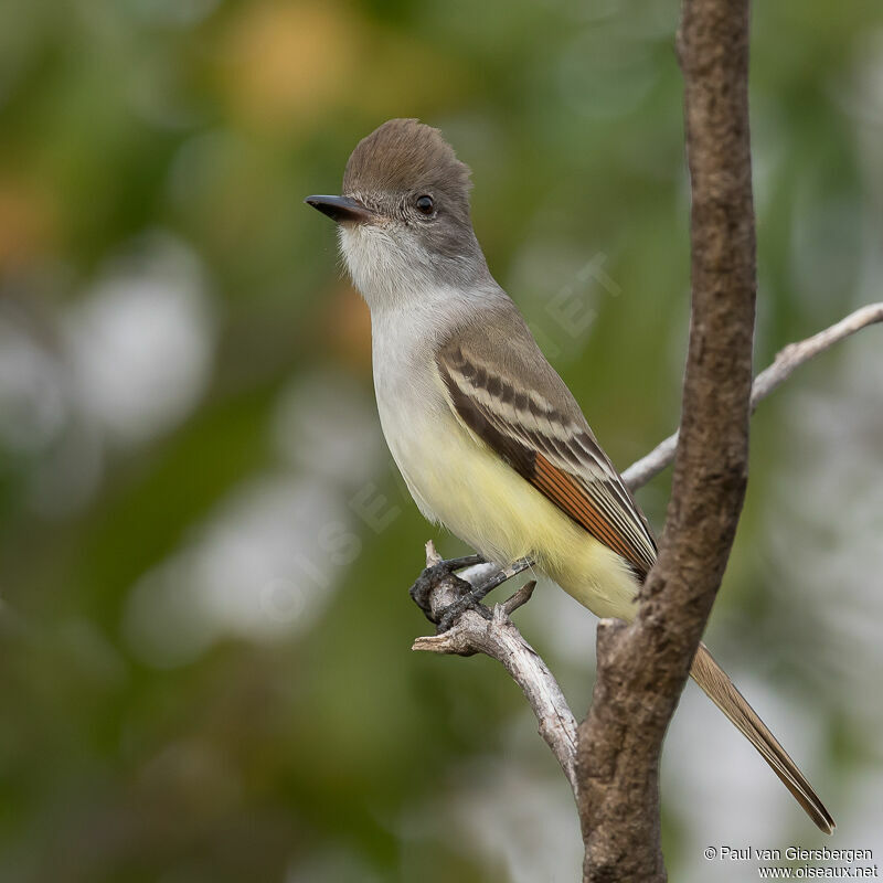 Brown-crested Flycatcher