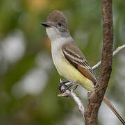 Brown-crested Flycatcher