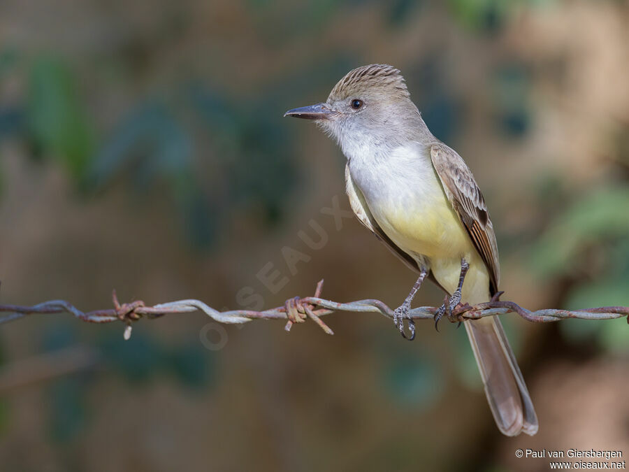 Brown-crested Flycatcheradult