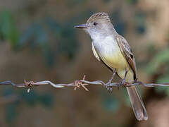 Brown-crested Flycatcher