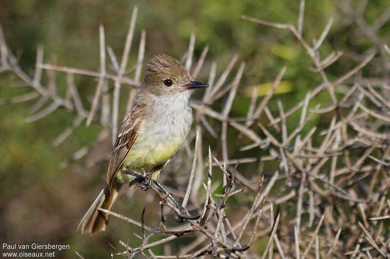 Galapagos Flycatcheradult, identification