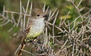 Galapagos Flycatcher