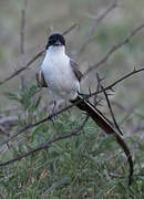 Fork-tailed Flycatcher