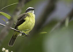 White-ringed Flycatcher