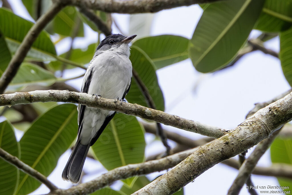 Tyran du Chocóadulte