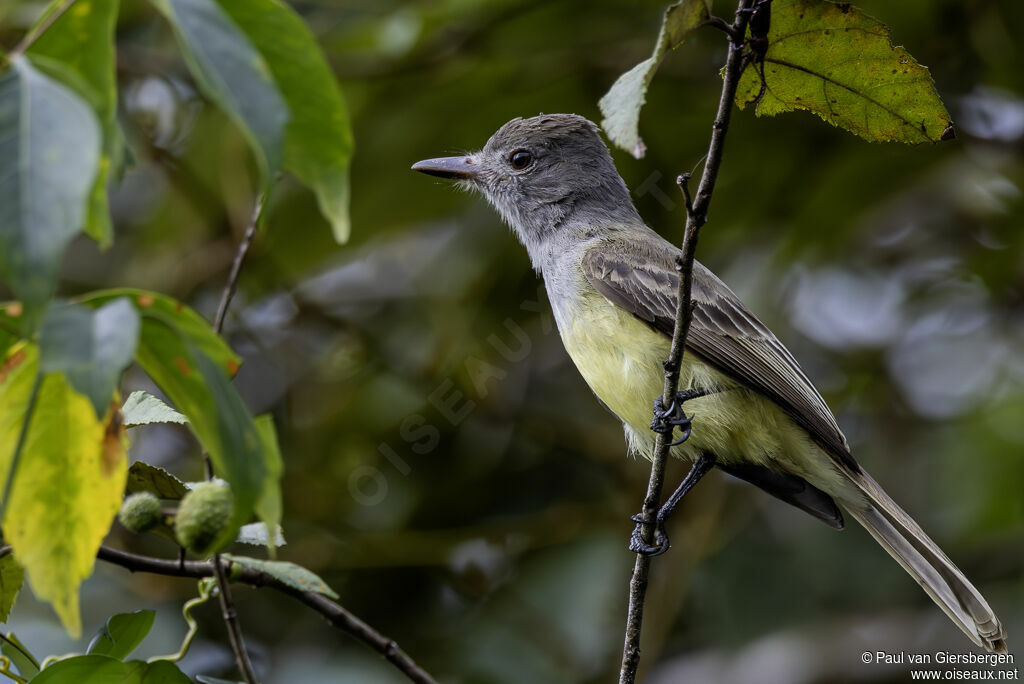 Tyran du Panamaadulte