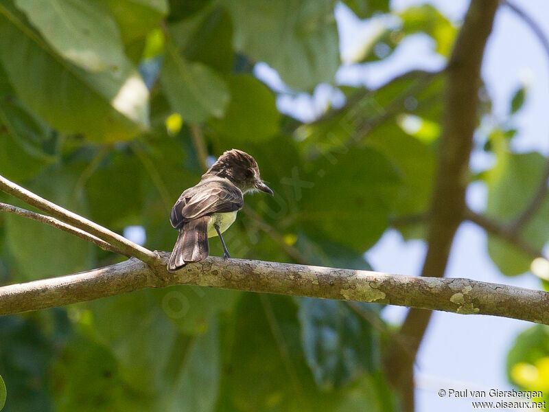 Short-crested Flycatcher