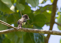 Short-crested Flycatcher