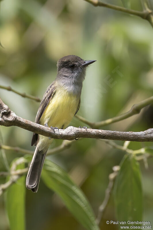 Short-crested Flycatcheradult