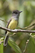 Short-crested Flycatcher