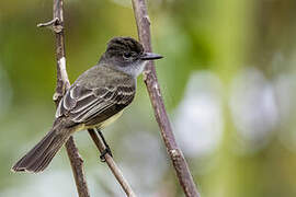 Short-crested Flycatcher