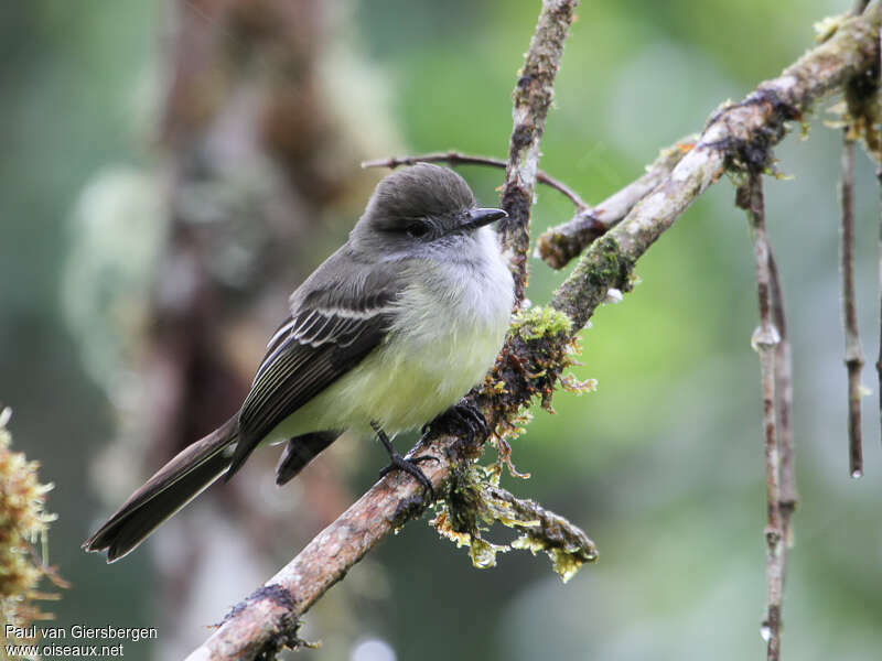 Pale-edged Flycatcheradult, identification