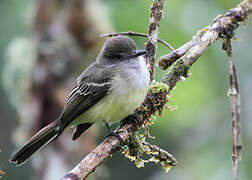 Pale-edged Flycatcher