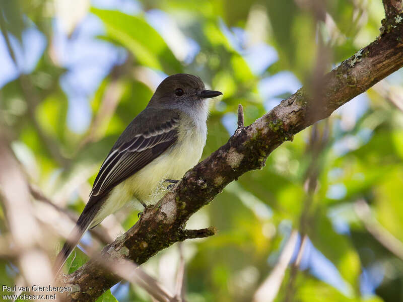 Pale-edged Flycatcheradult, identification