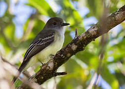 Pale-edged Flycatcher