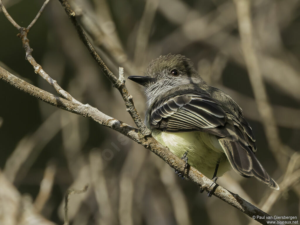 Pale-edged Flycatcheradult