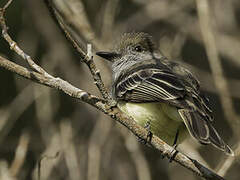 Pale-edged Flycatcher