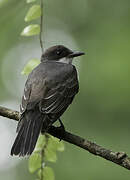 Grey Kingbird