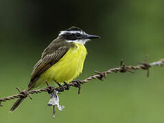 Lesser Kiskadee